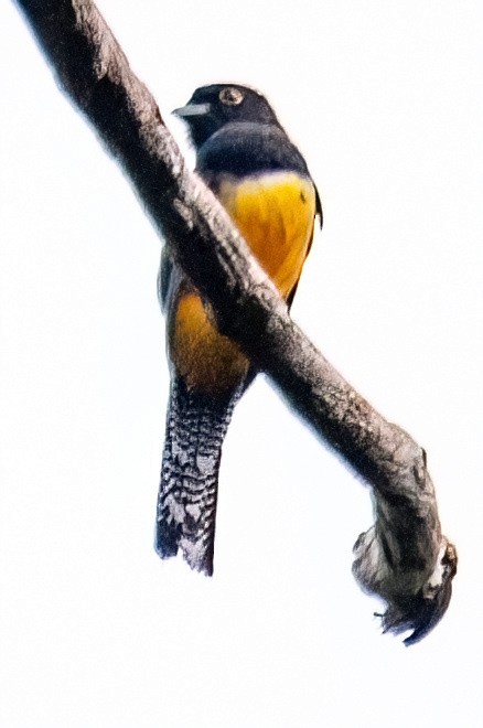 Trogon pattu - ML642037947