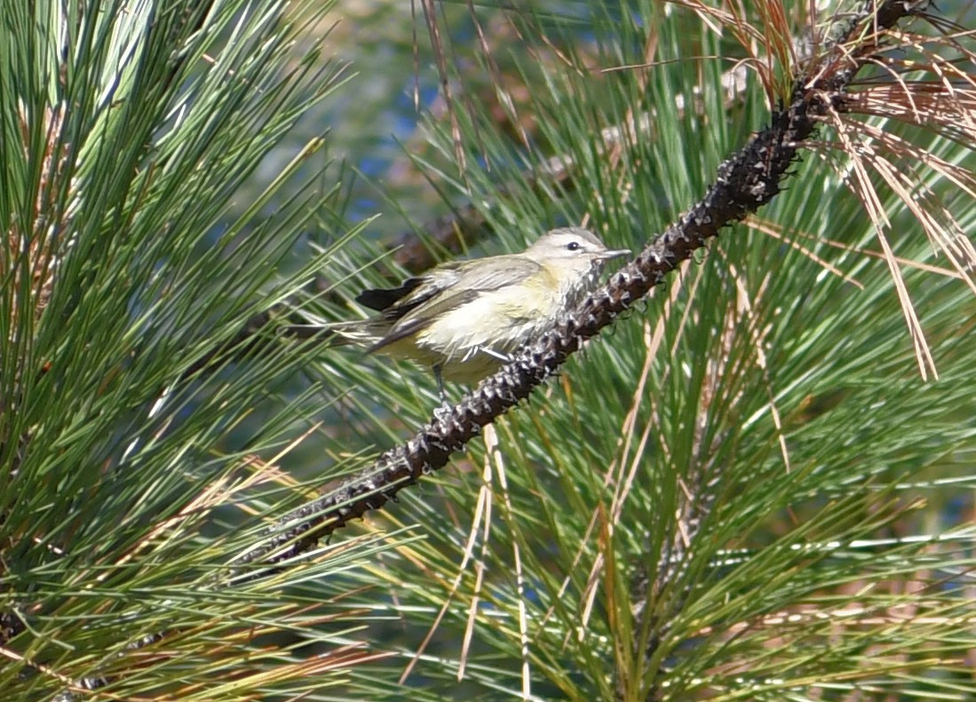 vireo sp. - ML642037948