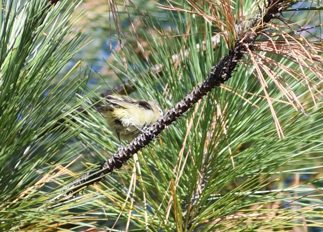 vireo sp. - ML642037949