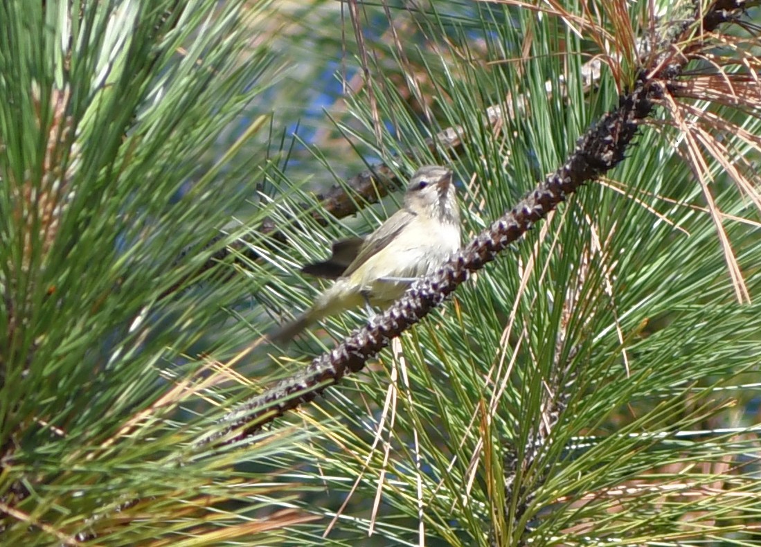 vireo sp. - ML642037950