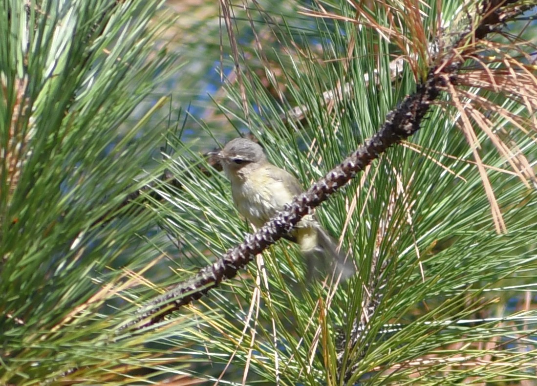 vireo sp. - ML642037951