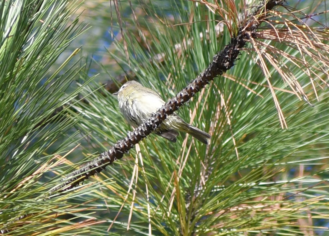 vireo sp. - ML642037952