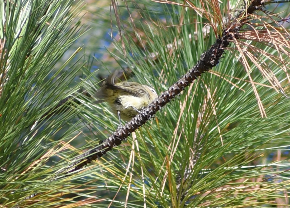 vireo sp. - ML642037953