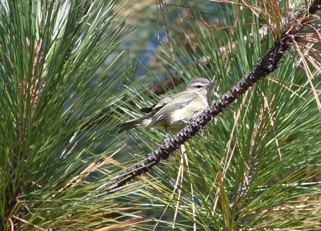 vireo sp. - ML642037954