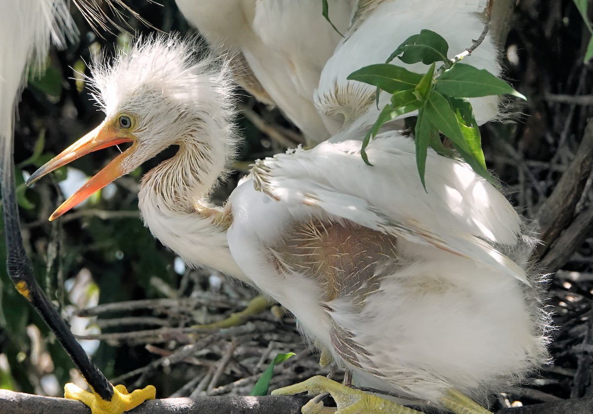 Snowy Egret - ML642037961