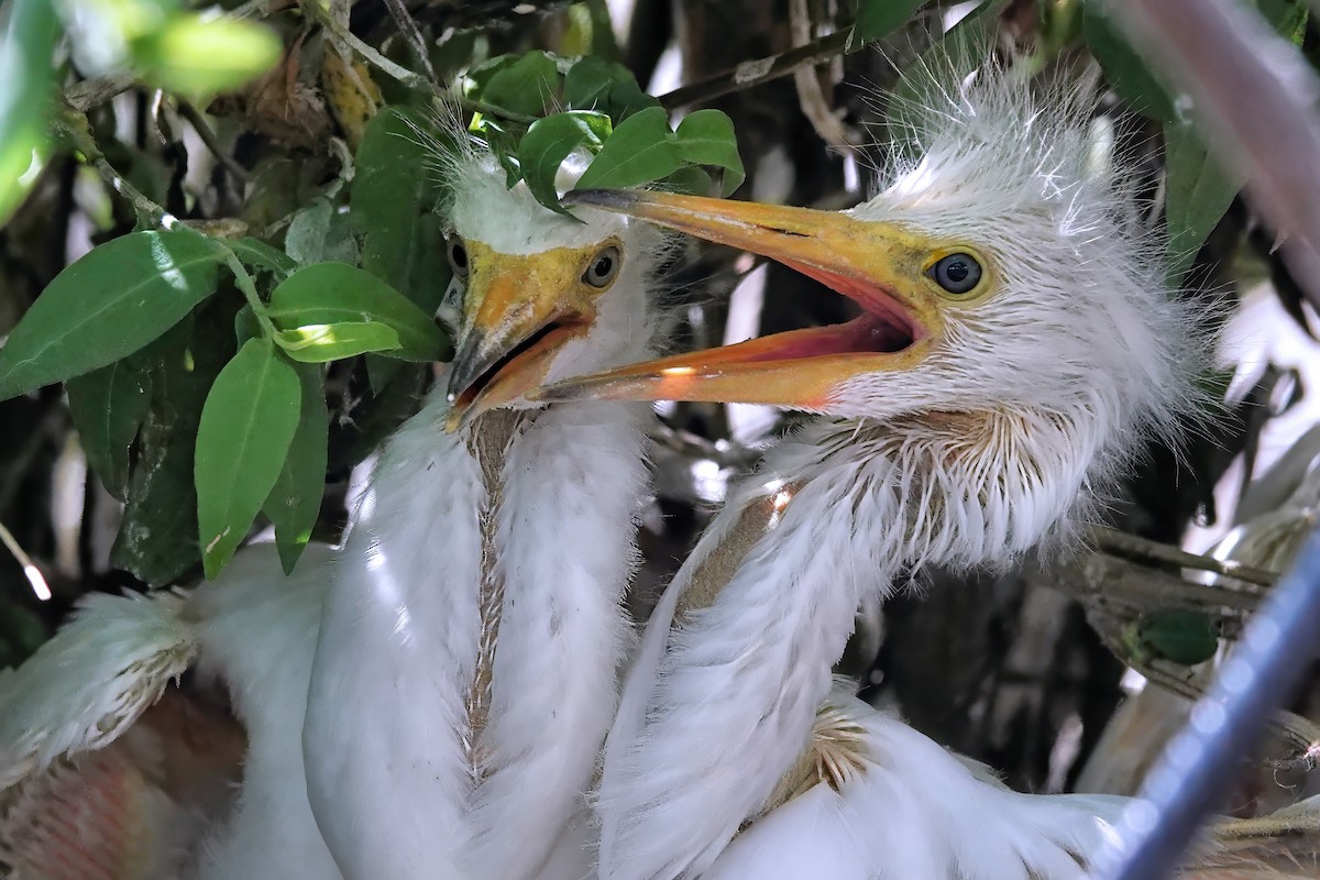 Snowy Egret - ML642037962