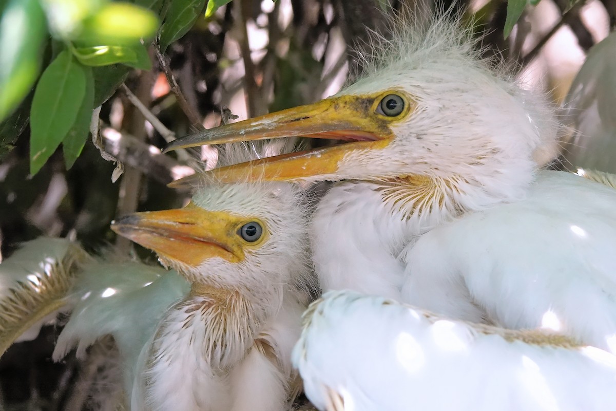 Snowy Egret - ML642037963