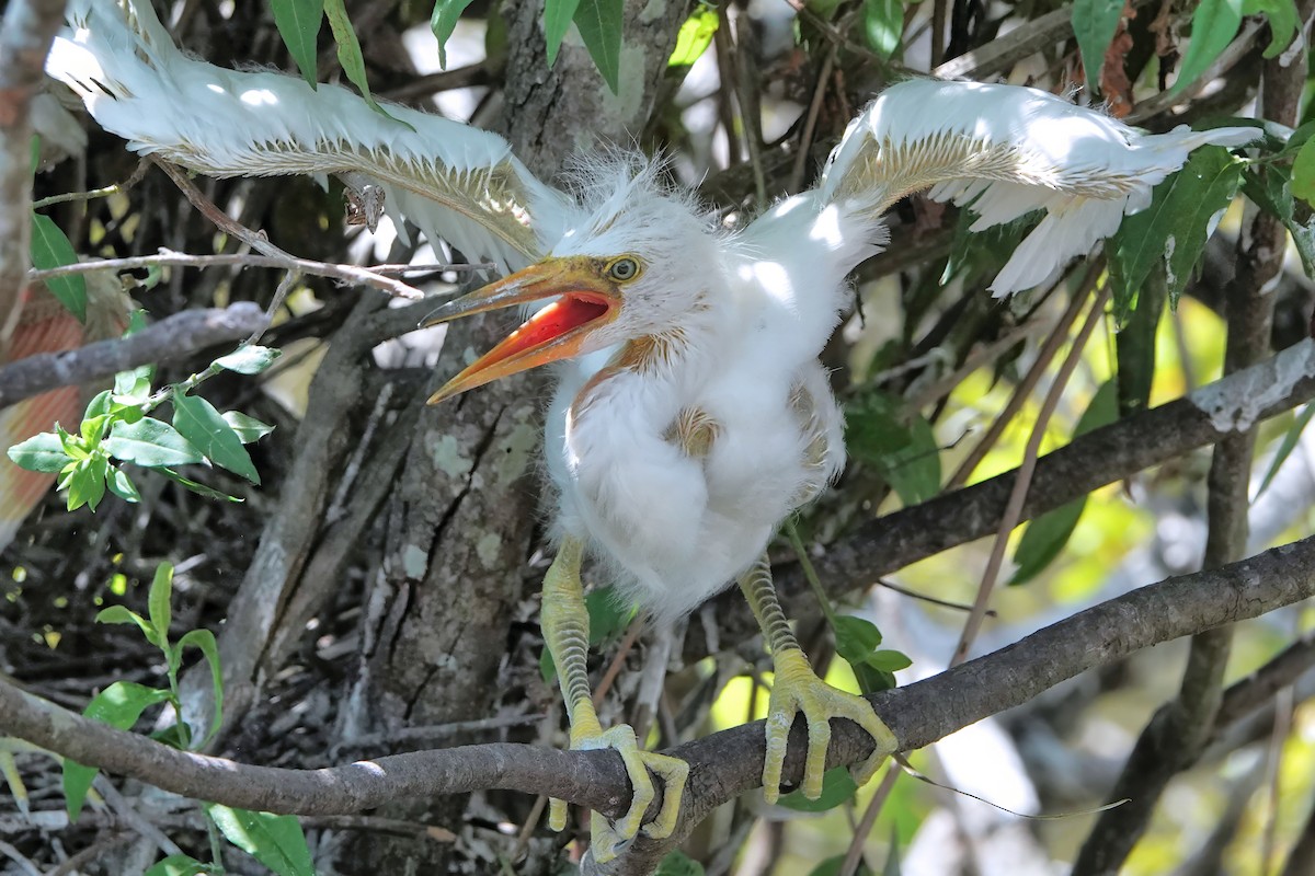 Snowy Egret - ML642037964