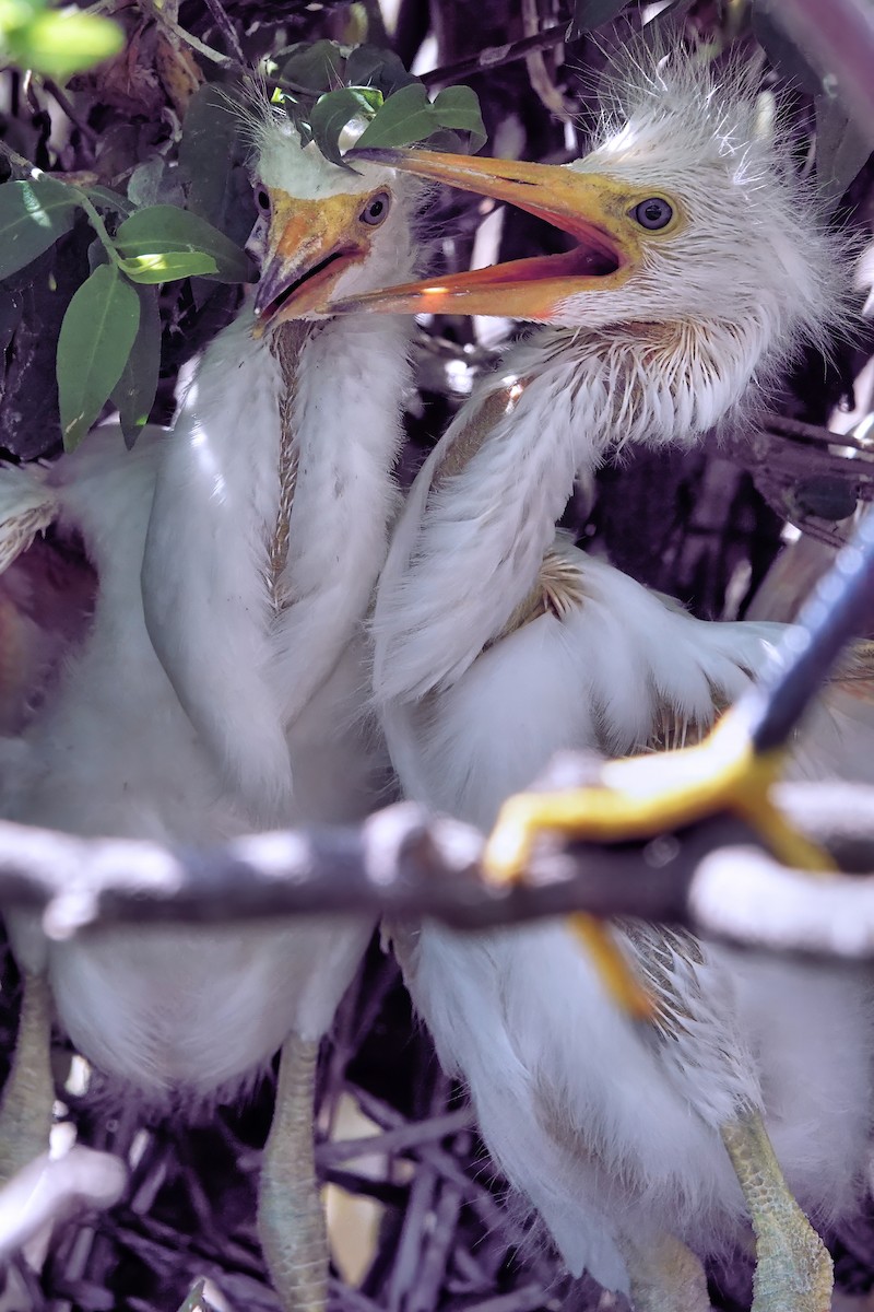 Snowy Egret - ML642037965