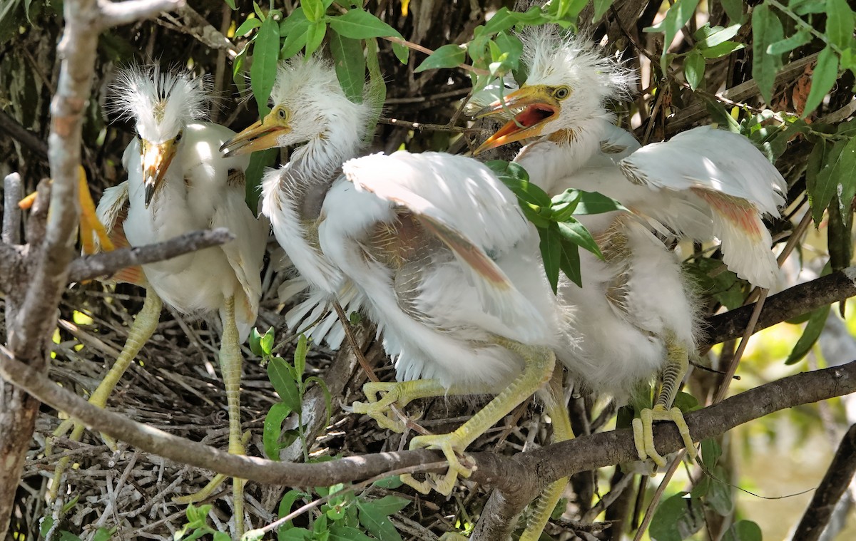 Snowy Egret - ML642037966