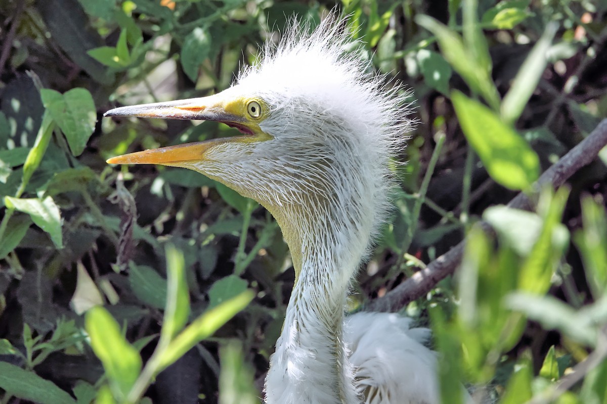 Snowy Egret - ML642037967