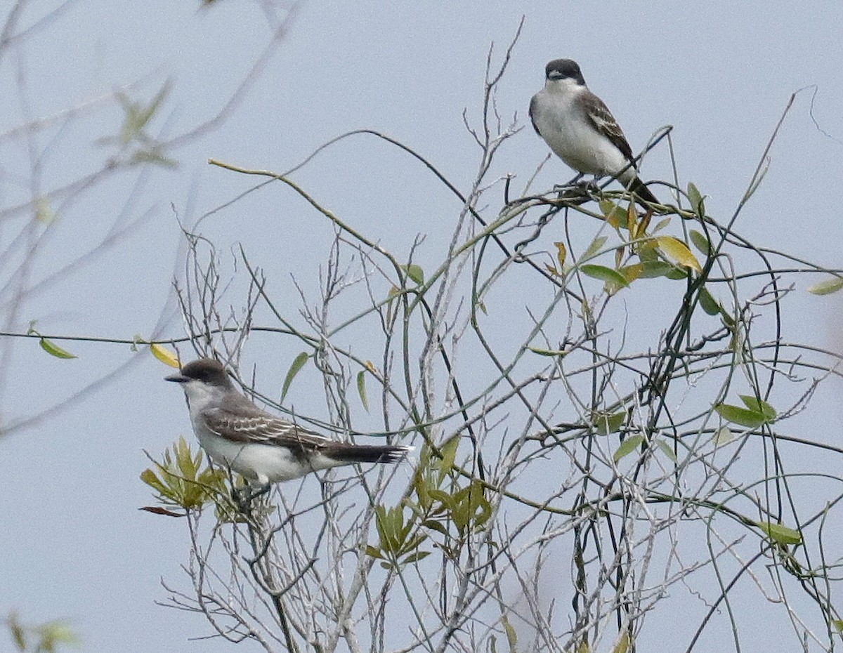 Eastern Kingbird - ML642037968