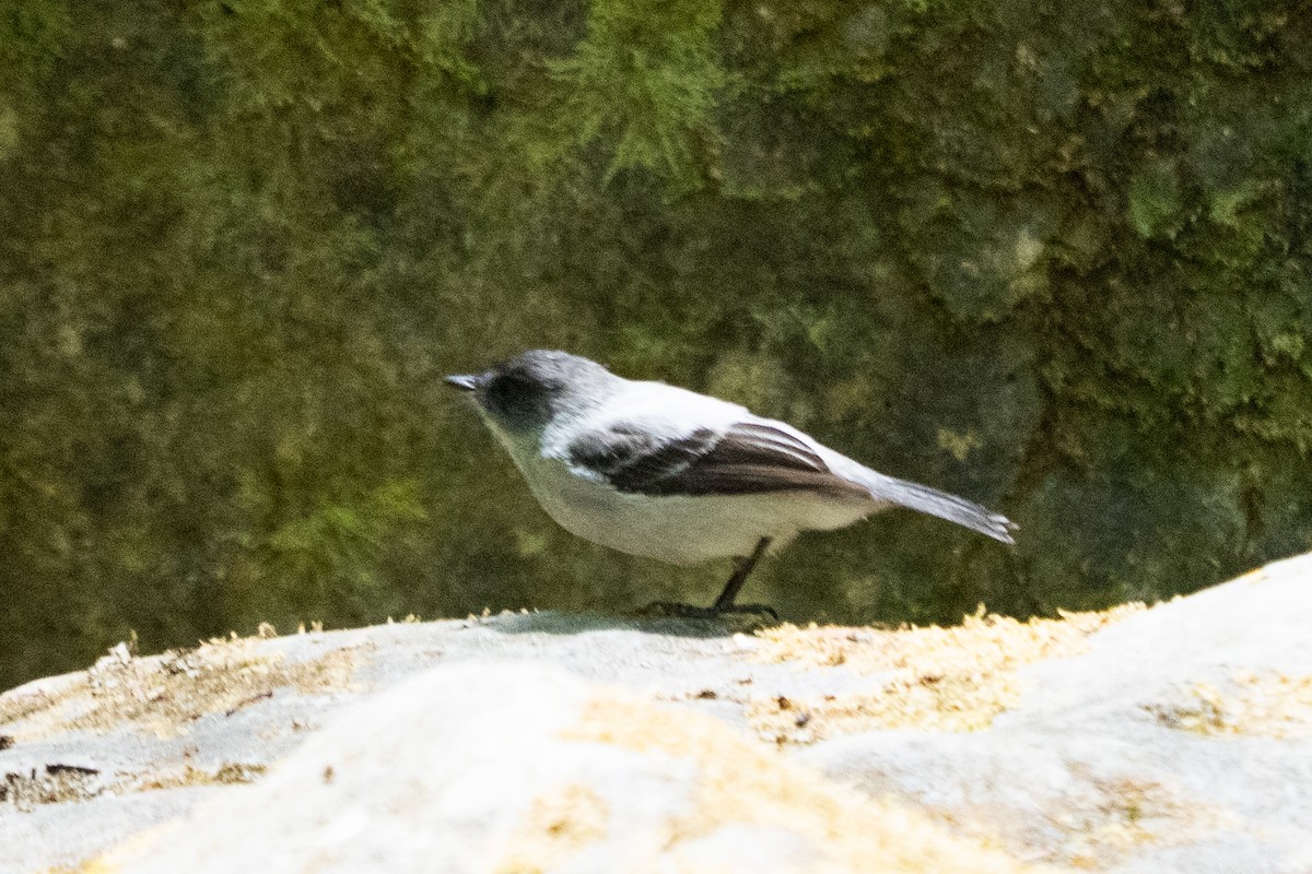 Torrent Tyrannulet - ML642037973