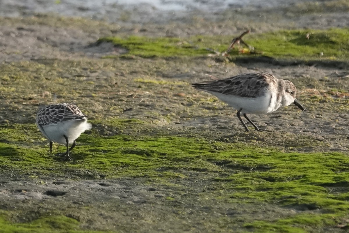 Semipalmated Sandpiper - ML642037989