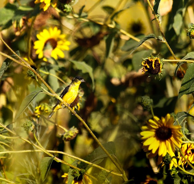 Lesser Goldfinch - ML642037994