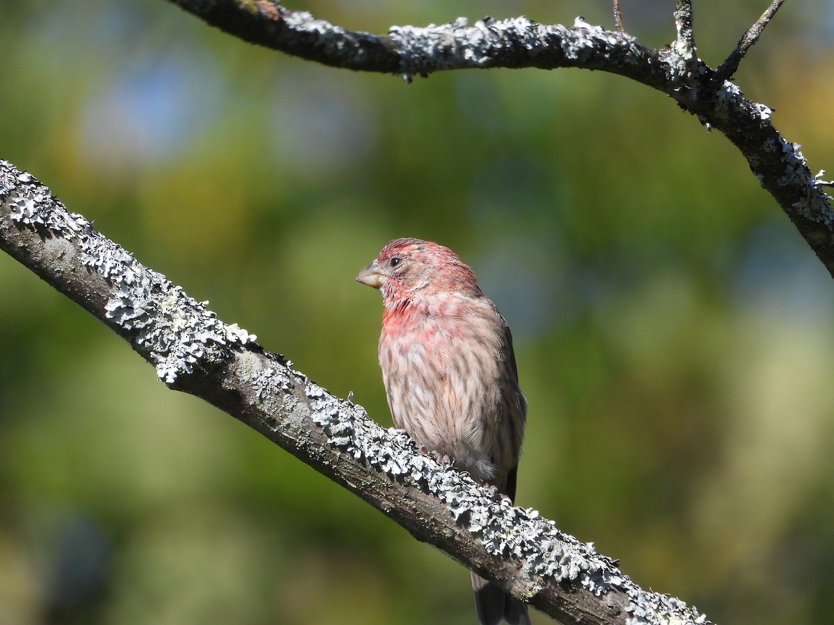 House Finch - ML642037995