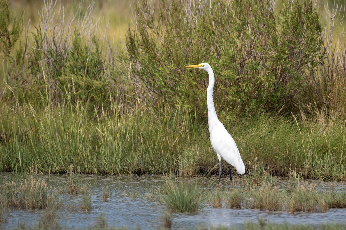 volavka bílá (ssp. egretta) - ML642038009