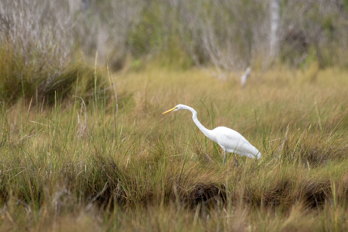 volavka bílá (ssp. egretta) - ML642038010