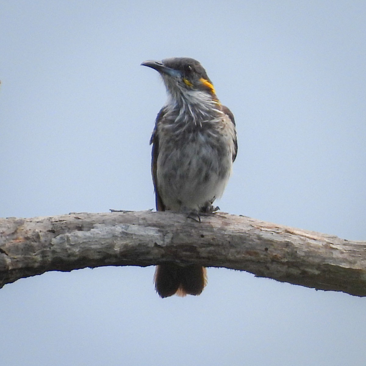 White-streaked Honeyeater - ML642038027
