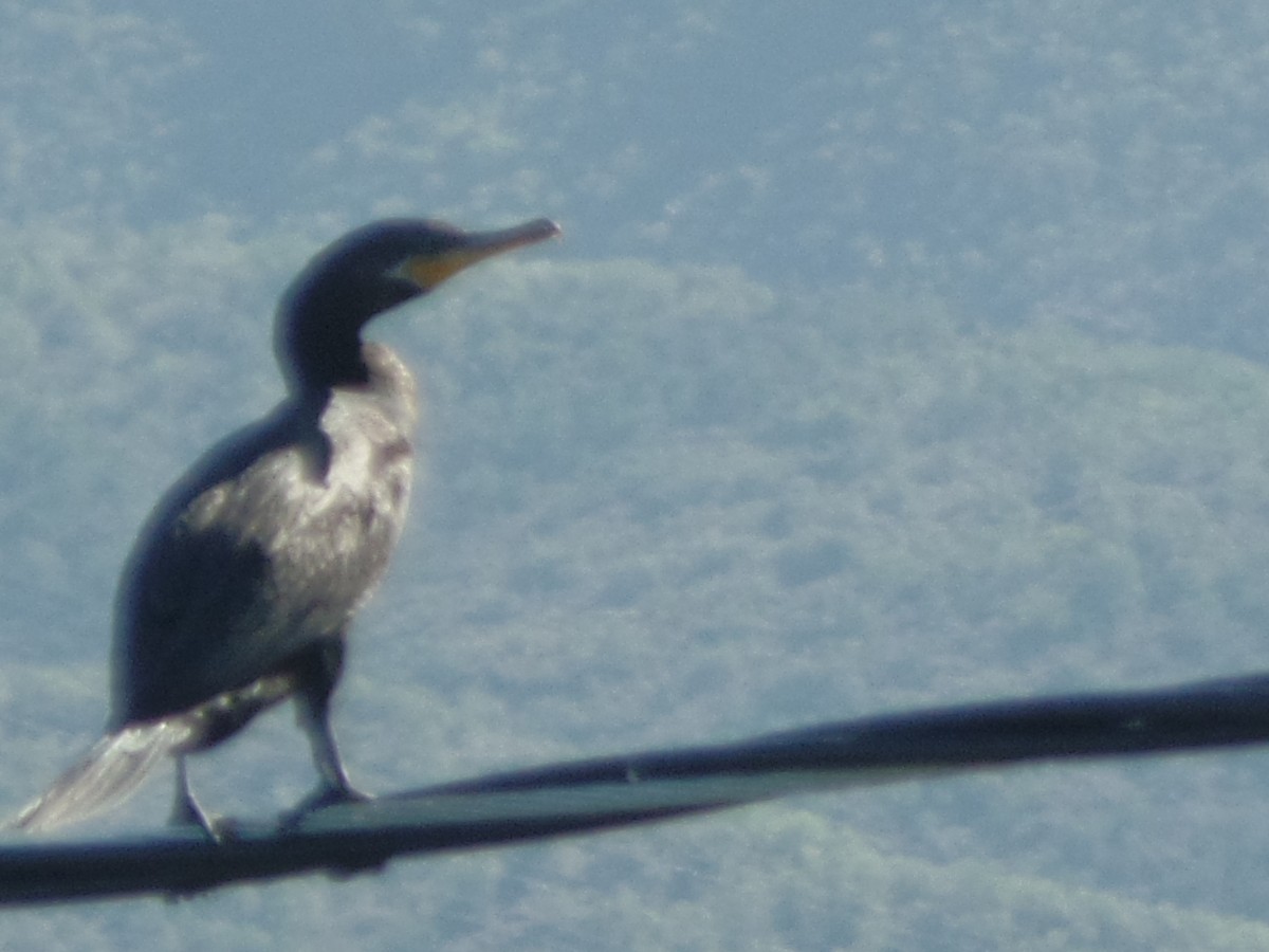 Neotropic Cormorant - ML642038033