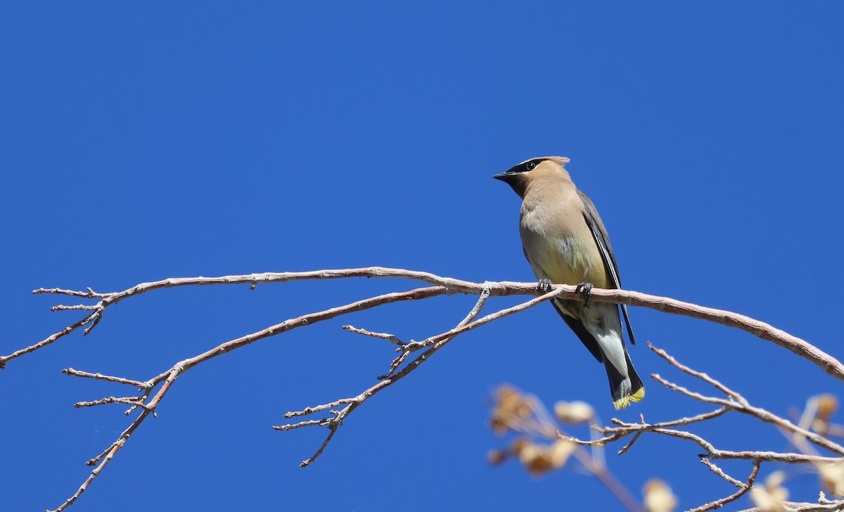 Cedar Waxwing - ML642038042