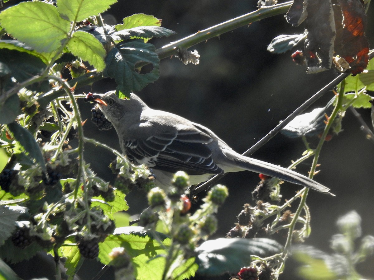 Northern Mockingbird - Jane Orbuch