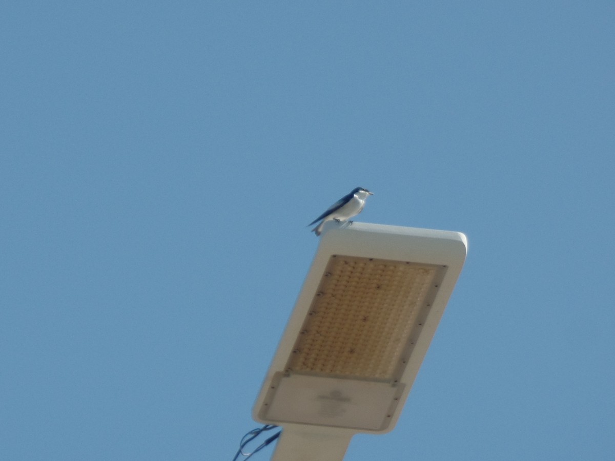 White-winged Swallow - ML642038052