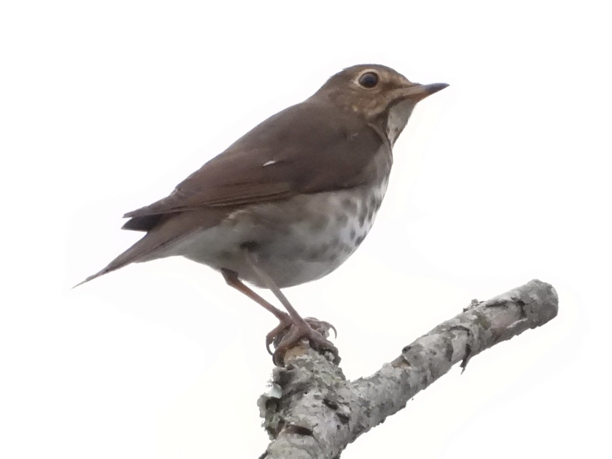 Swainson's Thrush - ML642038058
