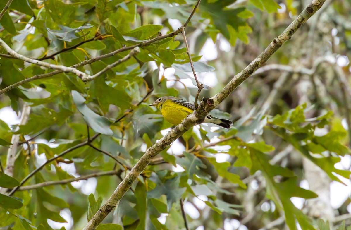 Magnolia Warbler - ML642038059