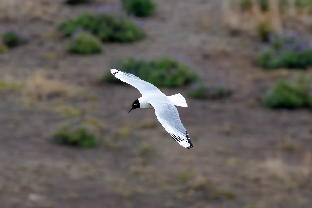Andean Gull - ML642038060