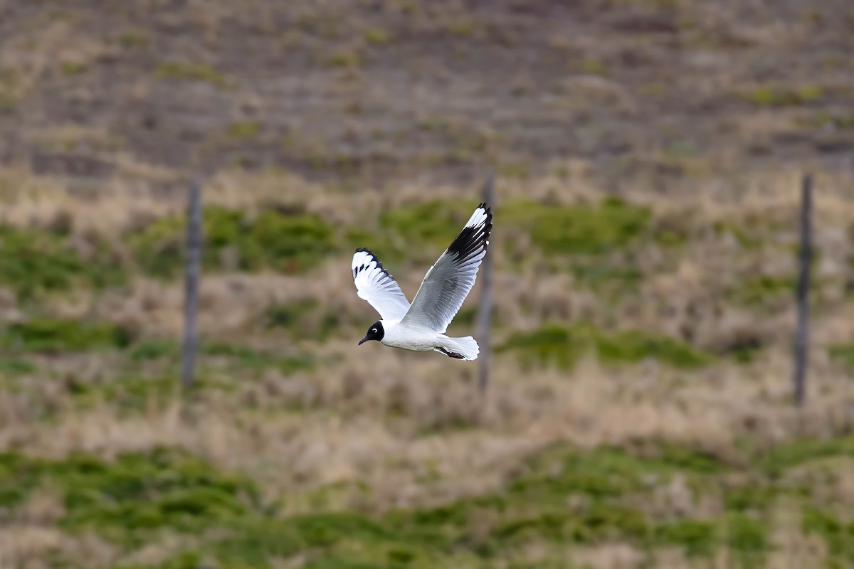 Andean Gull - ML642038061