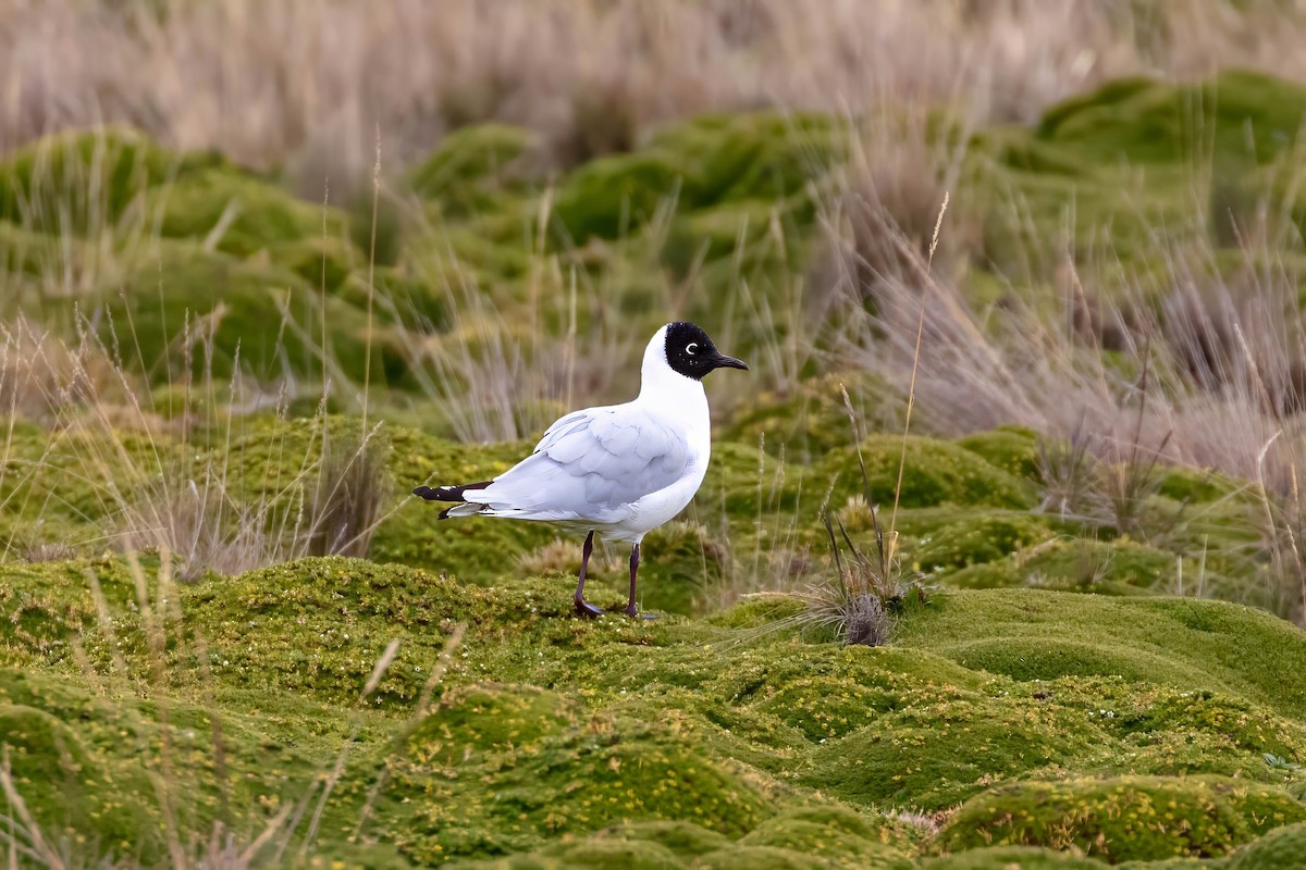 Andean Gull - ML642038062