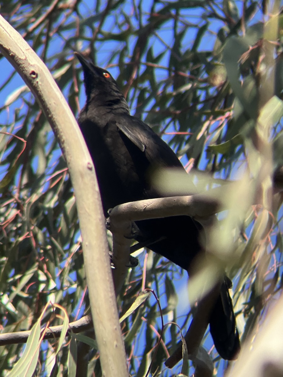 White-winged Chough - ML642038070