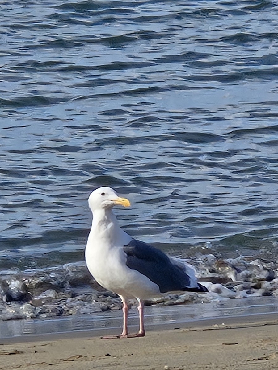 kaliforniasvartbak - ML642038072