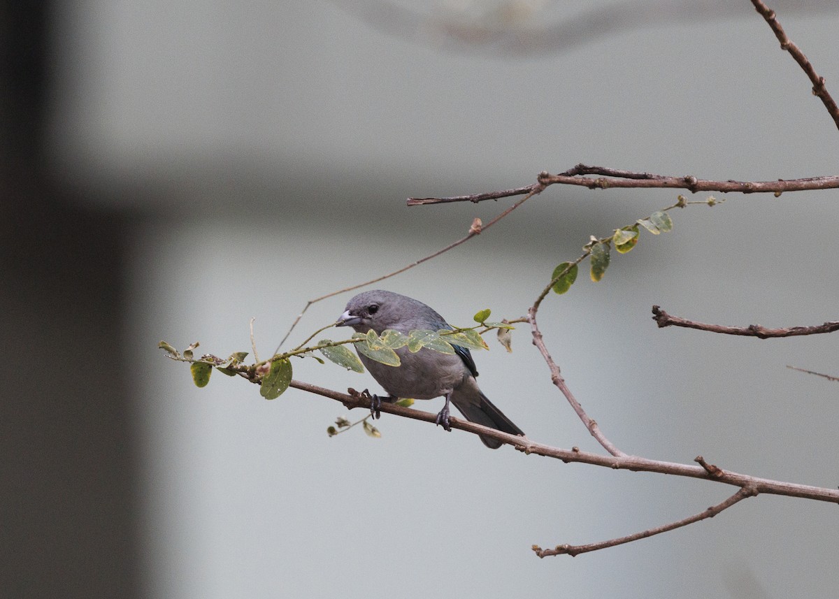 Sayaca Tanager - ML642038091