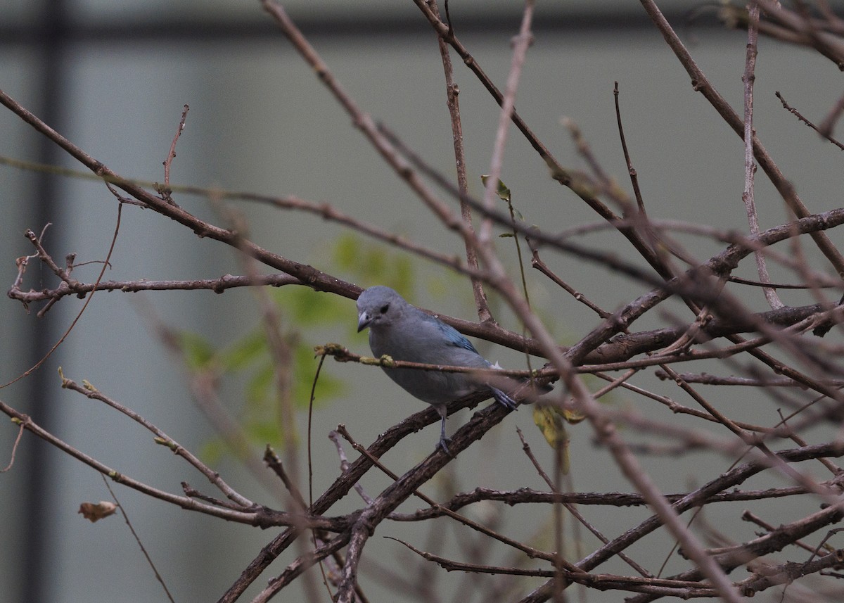 Sayaca Tanager - ML642038092