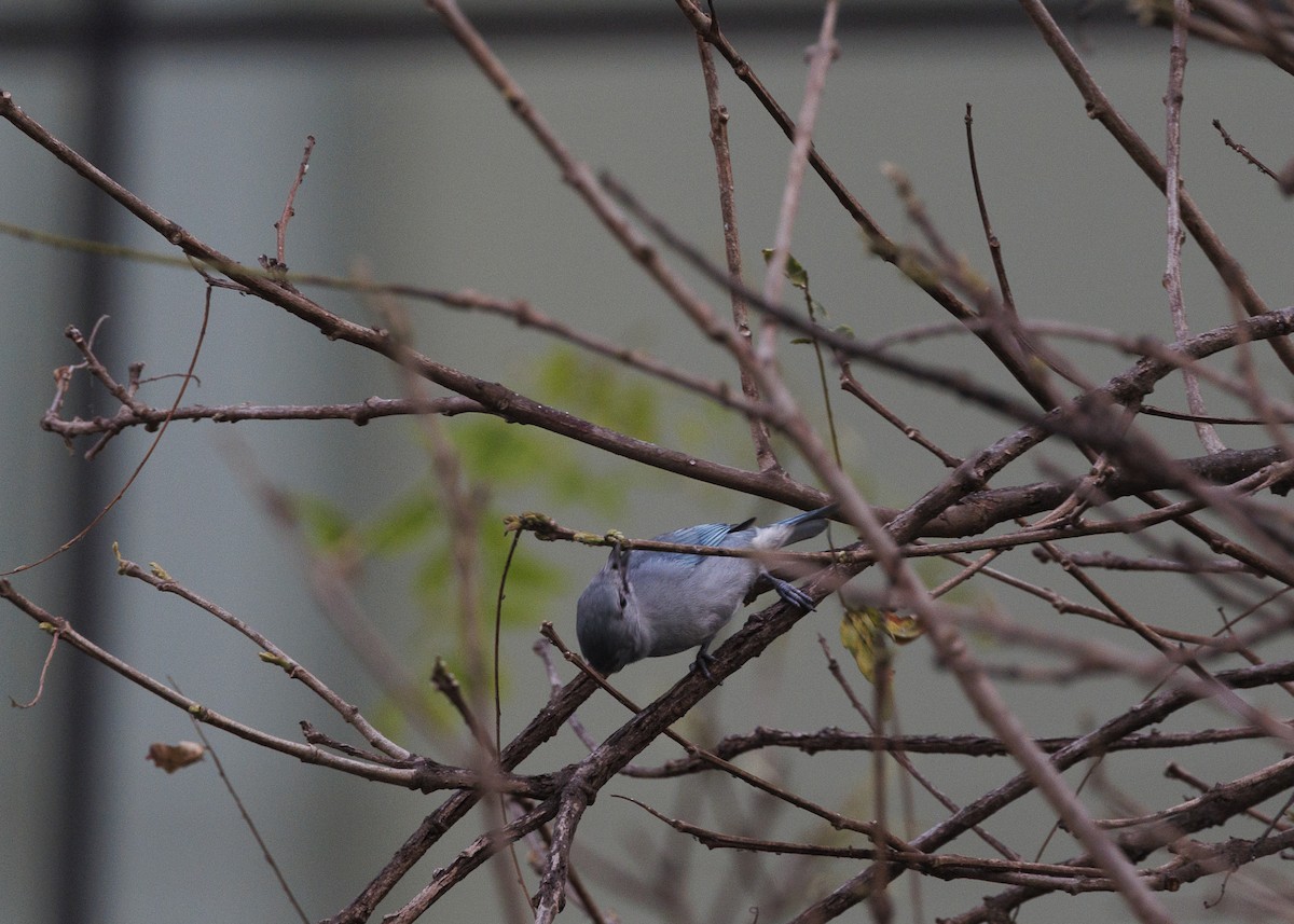 Sayaca Tanager - ML642038094