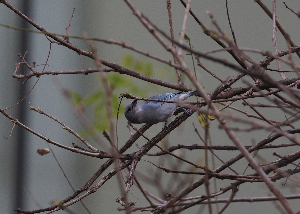 Sayaca Tanager - ML642038095