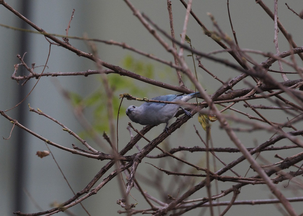 Sayaca Tanager - ML642038096