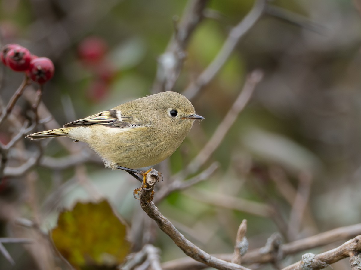 Ruby-crowned Kinglet - ML642038101