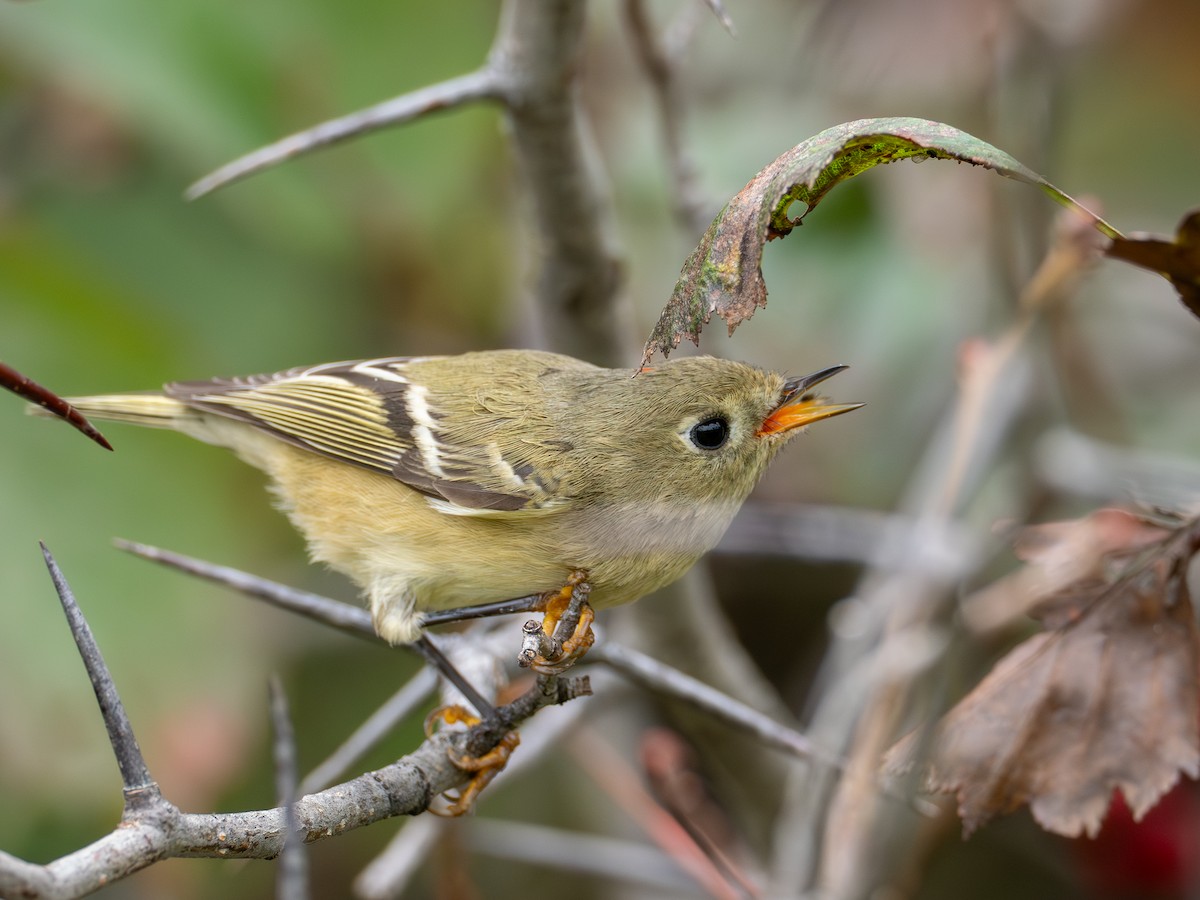 Ruby-crowned Kinglet - ML642038103