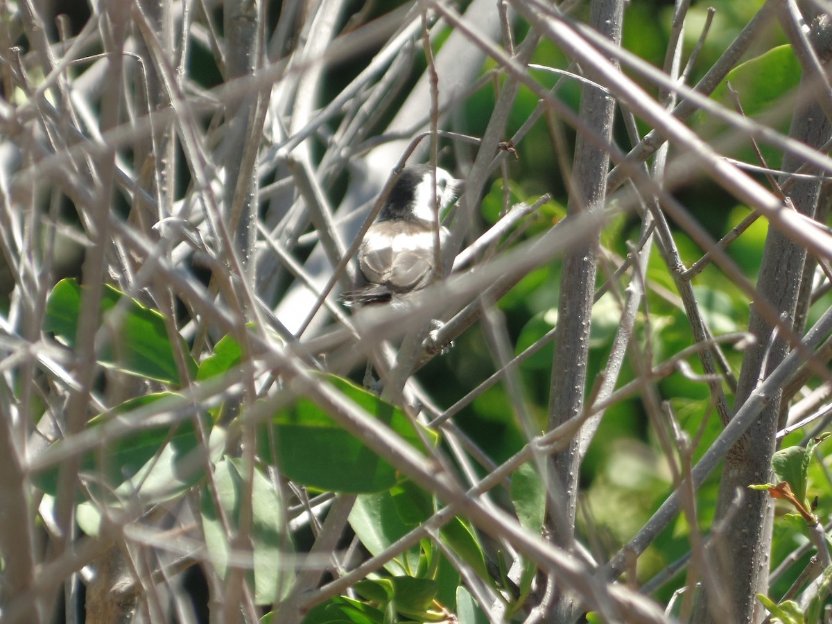 Pied Water-Tyrant - ML642038120