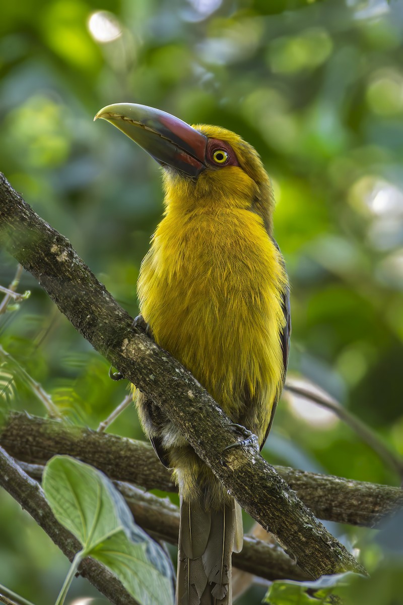 Saffron Toucanet - ML642038121