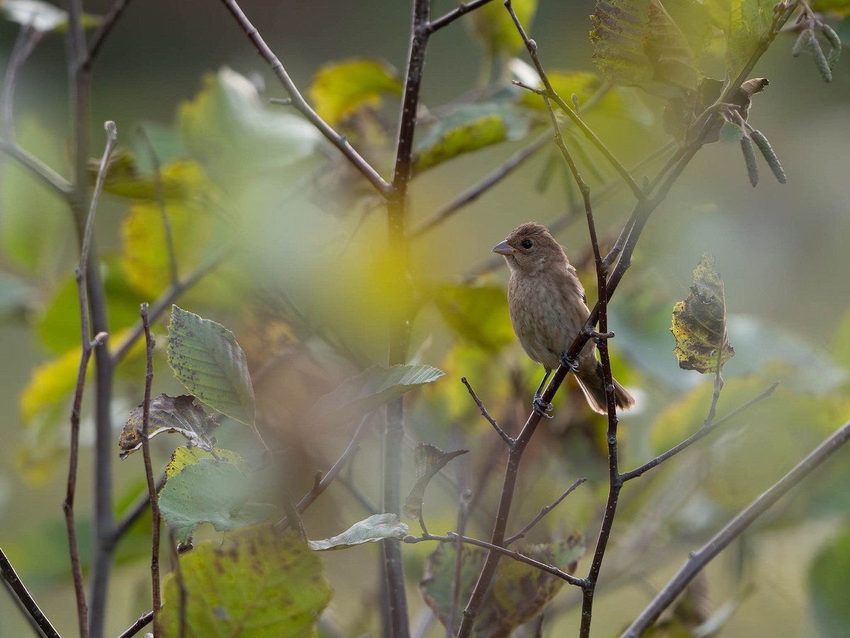 Indigo Bunting - ML642038147