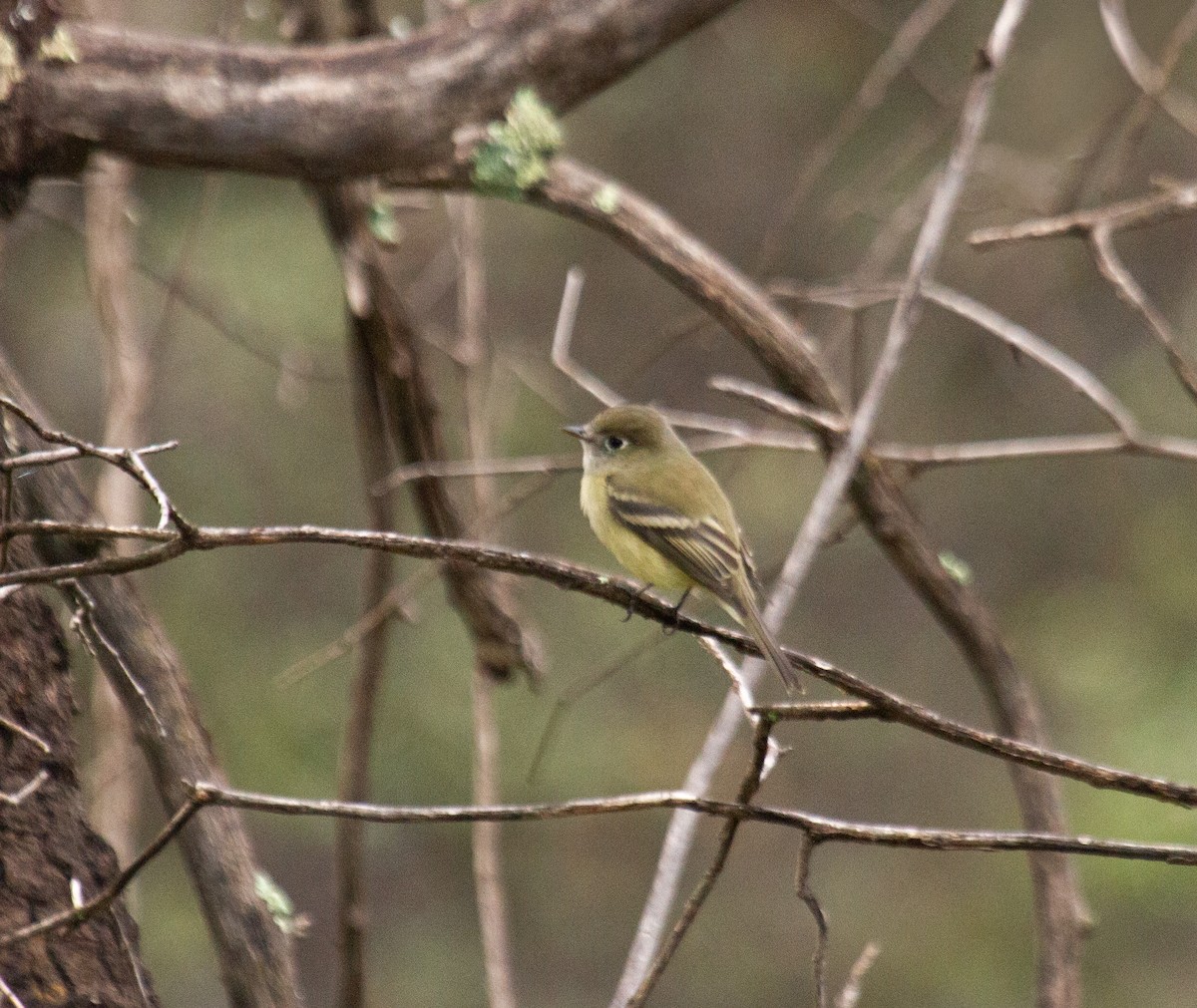 Western Flycatcher - ML642038152