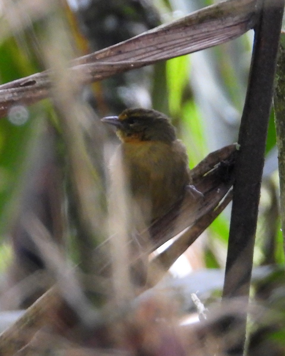 チャイロモリフウキンチョウ - ML642038164