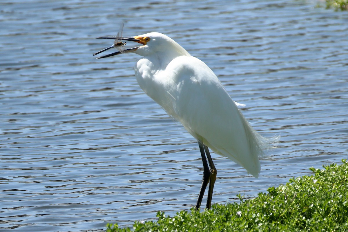 ユキコサギ - ML642038170