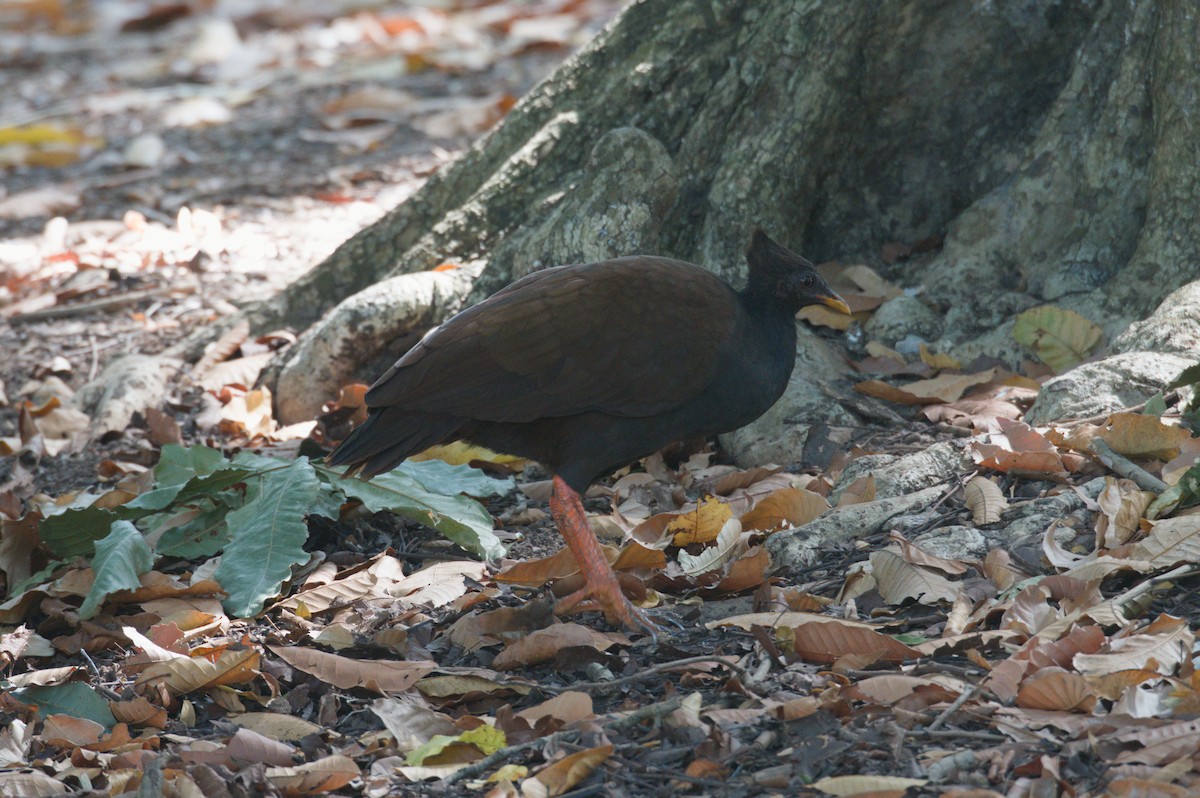 Orange-footed Megapode - ML642038185