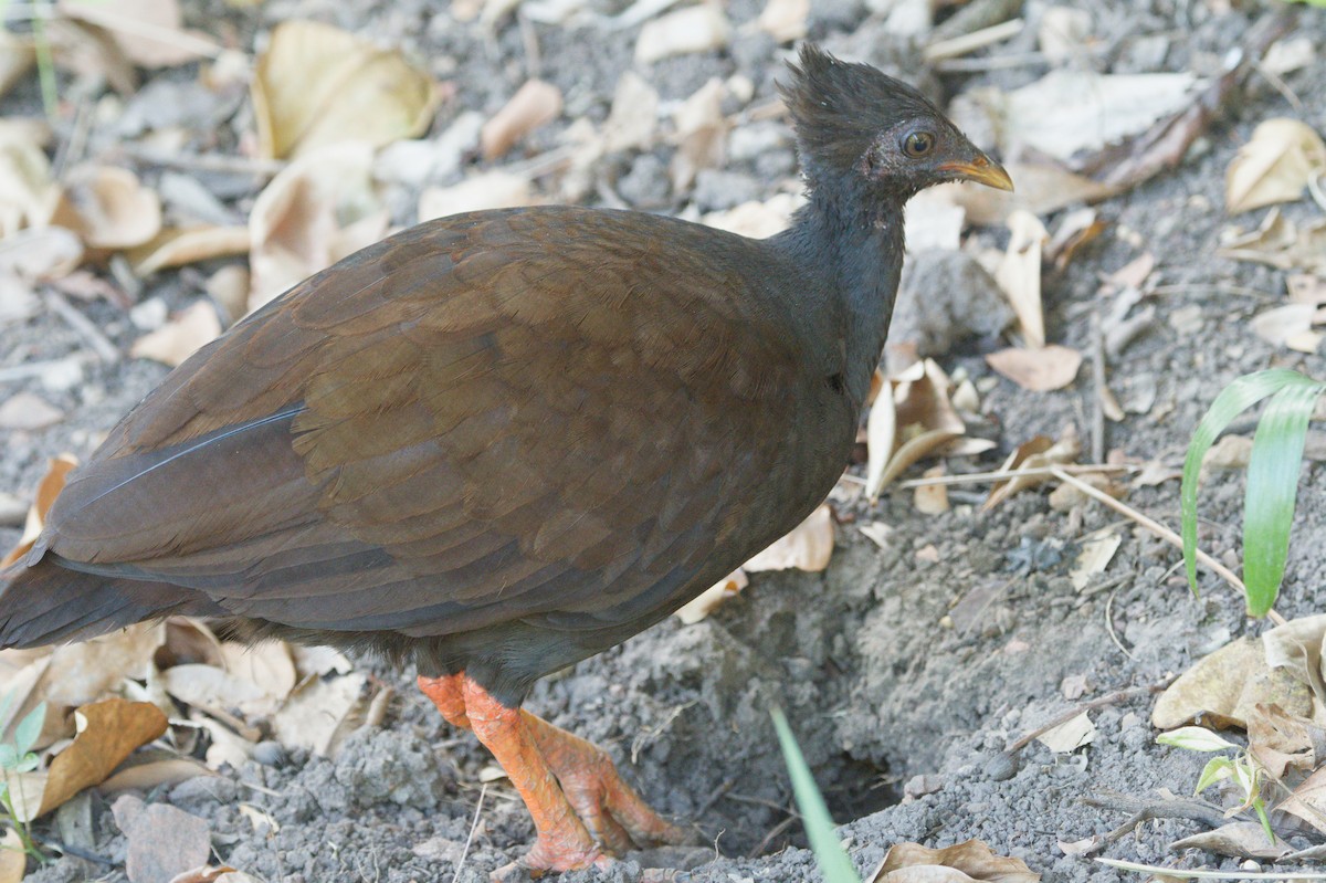 Orange-footed Megapode - ML642038186