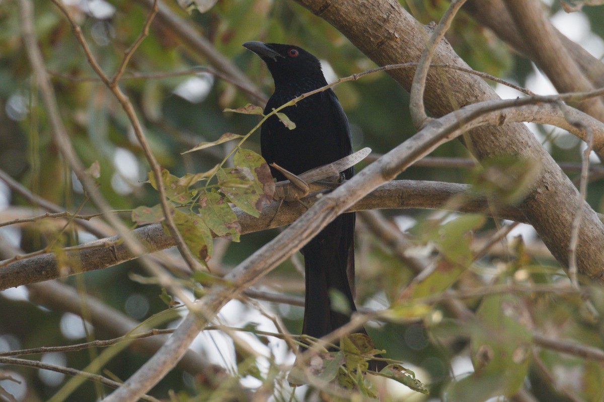 brokadedrongo - ML642038191